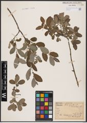 Foto von Salix aurita L. x Salix cinerea L.